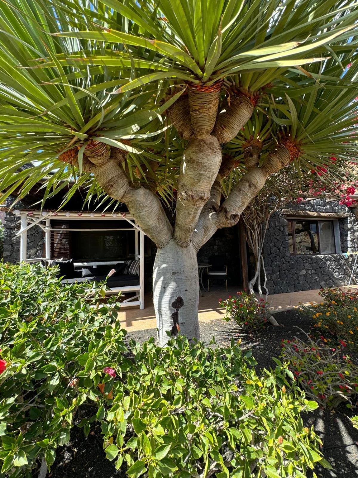 Castillo Lanzarote Villa Bailey - Luxury Villa - Pet Friendly With Heated Pool La Asomada  Buitenkant foto